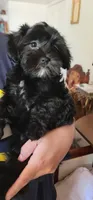 Carmen, a female Lhasa Apso and Shih Tzu for sale in Phoenix, AZ – 5 of 9