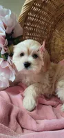 Lhasa puppy - Female, a female Lhasa Apso and Poodle - Miniature  for sale in Phoenix, AZ – 5 of 8