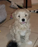 Roosevelt, a male Lhasapoo and Shihpoo for sale in Phoenix, AZ – 2 of 2