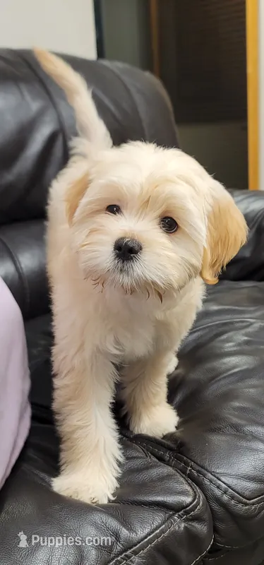 December – Lhasa Apso, Poodle - Miniature  puppy for sale in Phoenix, AZ