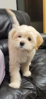 Most Intelligent December, a female Lhasa Apso and Poodle - Miniature  for sale in Phoenix, AZ – 1 of 9