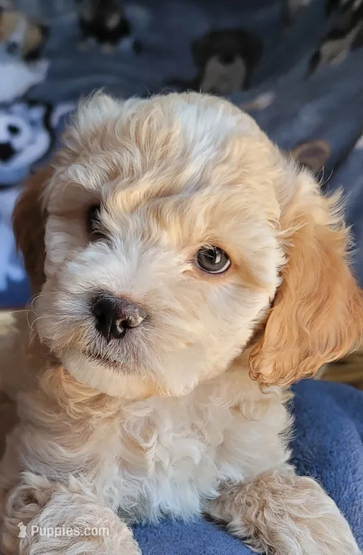 November – Lhasa Apso, Poodle - Miniature  puppy for sale in Phoenix, AZ