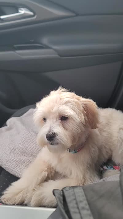 Fropy, a male Lhasa Apso and Poodle - Miniature  for sale in Phoenix, AZ – 6 of 7