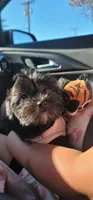 Carmen, a female Shih Tzu and Poodle - Toy  for sale in Phoenix, AZ – 2 of 5