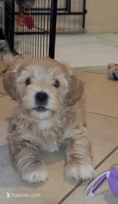 Roosevelt – Lhasapoo, Shihpoo puppy for sale in Phoenix, AZ