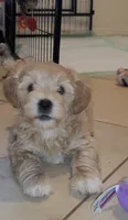 Roosevelt, a male Lhasapoo and Shihpoo for sale in Phoenix, AZ – 1 of 2