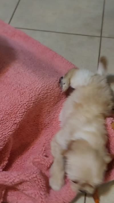December, a female Lhasa Apso and Poodle - Miniature  for sale in Phoenix, AZ – 3 of 8
