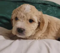 November, a male Lhasa Apso and Poodle - Miniature  for sale in Phoenix, AZ – 1 of 6
