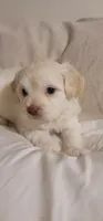 September, a male Lhasa Apso and Poodle - Miniature  for sale in Phoenix, AZ – 3 of 5