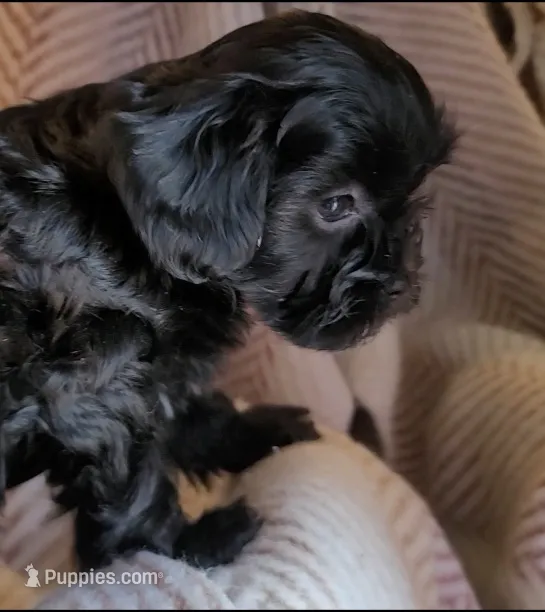 Carmen – Shih Tzu puppy for sale in Phoenix, AZ