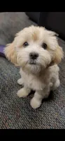 Fropy, a male Lhasa Apso for sale in Phoenix, AZ – 3 of 5