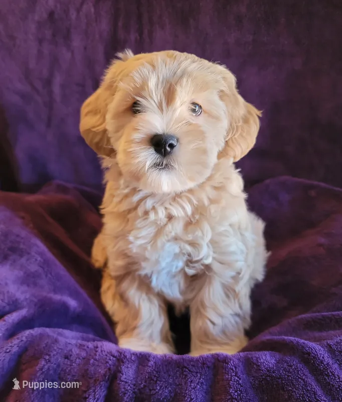 Roosevelt – Lhasa Apso, Shih Tzu puppy for sale in Phoenix, AZ