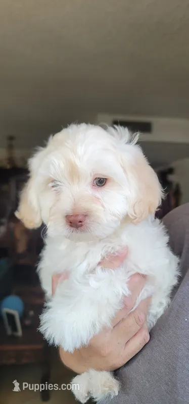 September – Lhasa Apso, Poodle - Miniature  puppy for sale in Phoenix, AZ