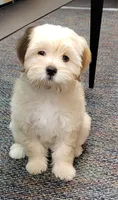 Most Intelligent December, a female Lhasa Apso and Poodle - Miniature  for sale in Phoenix, AZ – 2 of 9