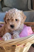 April, a female Lhasa Apso and Poodle - Miniature  for sale in Phoenix, AZ – 2 of 7