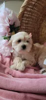 Most Intelligent December, a female Lhasa Apso and Poodle - Miniature  for sale in Phoenix, AZ – 7 of 9