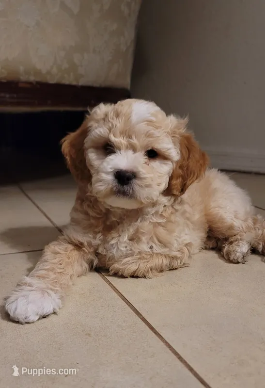 November – Lhasa Apso, Poodle - Miniature  puppy for sale in Phoenix, AZ