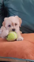 December, a female Lhasa Apso and Poodle - Miniature  for sale in Phoenix, AZ – 1 of 8