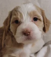 Vienna, a female Lhasa Apso and Poodle - Miniature  for sale in Phoenix, AZ – 4 of 6