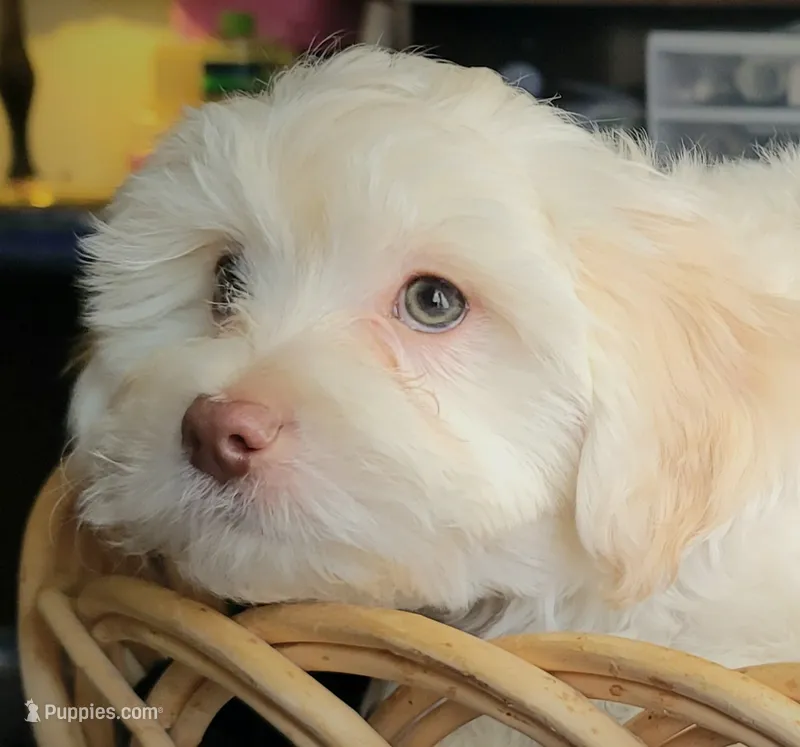September – Lhasa Apso, Poodle - Miniature  puppy for sale in Phoenix, AZ