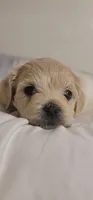 Coca Cola, a male Lhasa Apso and Poodle - Miniature  for sale in Phoenix, AZ – 3 of 5