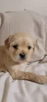 December, a female Lhasa Apso and Poodle - Miniature  for sale in Phoenix, AZ – 5 of 5