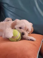 December, a female Lhasa Apso and Poodle - Miniature  for sale in Phoenix, AZ – 4 of 8