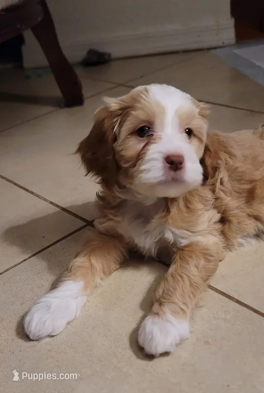 Vienna – Lhasa Apso, Poodle - Miniature  puppy for sale in Phoenix, AZ