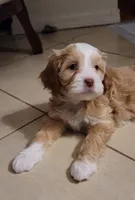 Vienna, a female Lhasa Apso and Poodle - Miniature  for sale in Phoenix, AZ – 1 of 6