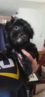 Carmen, a female Lhasa Apso and Shih Tzu for sale in Phoenix, AZ – 6 of 9