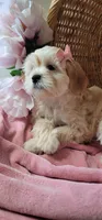 Lhasa puppy - Female, a female Lhasa Apso and Poodle - Miniature  for sale in Phoenix, AZ – 3 of 8