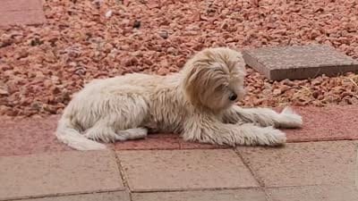Fropy, a male Lhasa Apso and Poodle - Miniature  for sale in Phoenix, AZ – 7 of 7