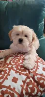 Most Intelligent December, a female Lhasa Apso and Poodle - Miniature  for sale in Phoenix, AZ – 4 of 9