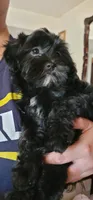Carmen, a female Lhasa Apso and Shih Tzu for sale in Phoenix, AZ – 4 of 9
