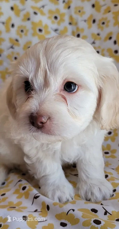 September – Lhasa Apso, Poodle - Miniature  puppy for sale in Phoenix, AZ