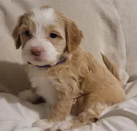 Vienna, a female Lhasa Apso and Poodle - Miniature  for sale in Phoenix, AZ – 6 of 6