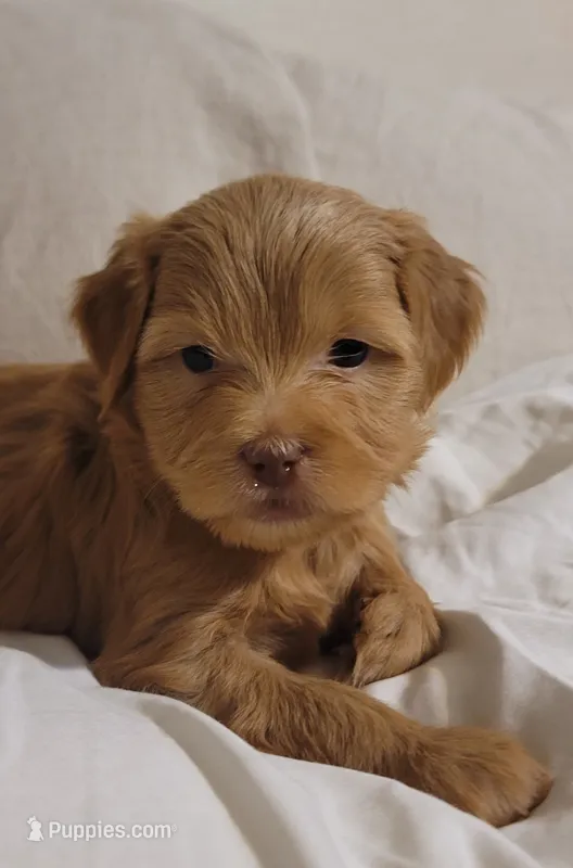 Julio – Lhasa Apso, Poodle - Miniature  puppy for sale in Phoenix, AZ