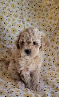 April, a female Lhasa Apso and Poodle - Miniature  for sale in Phoenix, AZ – 3 of 7