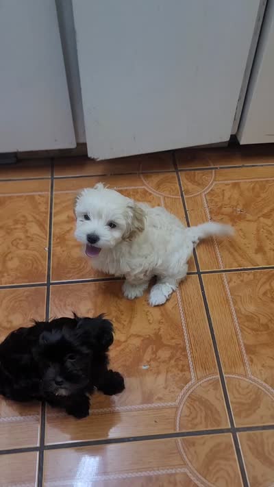 Carmen, a female Shih Tzu for sale in Phoenix, AZ – 9 of 9