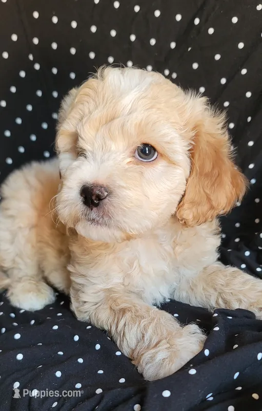November – Lhasa Apso, Poodle - Miniature  puppy for sale in Phoenix, AZ