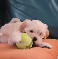 December, a female Lhasa Apso and Poodle - Miniature  for sale in Phoenix, AZ – 7 of 8