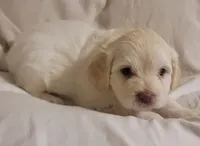September, a male Lhasa Apso and Poodle - Miniature  for sale in Phoenix, AZ – 4 of 5