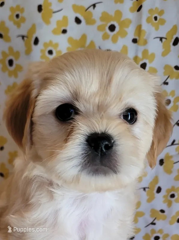 December – Lhasa Apso, Poodle - Miniature  puppy for sale in Phoenix, AZ