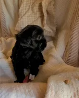 Carmen, a female Shih Tzu for sale in Phoenix, AZ – 3 of 9