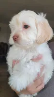 September, a male Lhasa Apso and Poodle - Miniature  for sale in Phoenix, AZ – 3 of 8