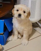 Lhasa puppy - Female, a female Lhasa Apso for sale in Phoenix, AZ – 2 of 5