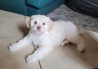 September, a male Lhasa Apso and Poodle - Miniature  for sale in Phoenix, AZ – 1 of 8