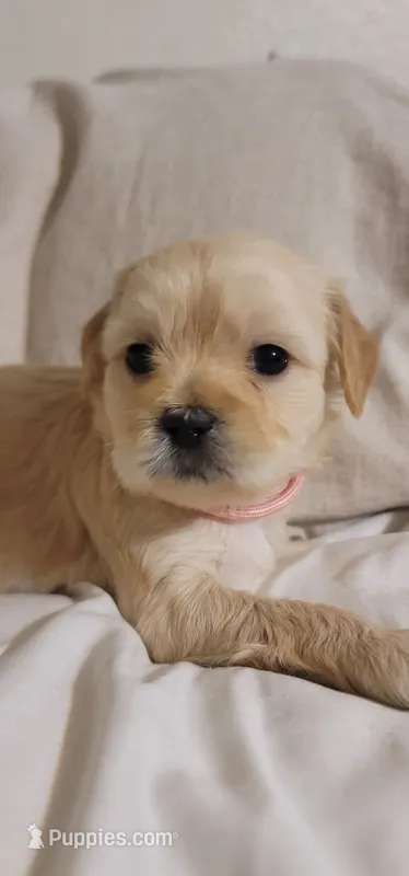 December – Lhasa Apso, Poodle - Miniature  puppy for sale in Phoenix, AZ
