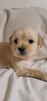 December, a female Lhasa Apso and Poodle - Miniature  for sale in Phoenix, AZ – 1 of 5