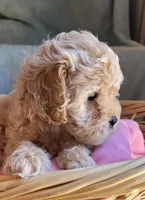 April, a female Lhasa Apso and Poodle - Miniature  for sale in Phoenix, AZ – 6 of 7